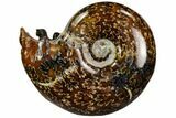 Polished, Agatized Ammonite (Cleoniceras) - Madagascar #110528-1